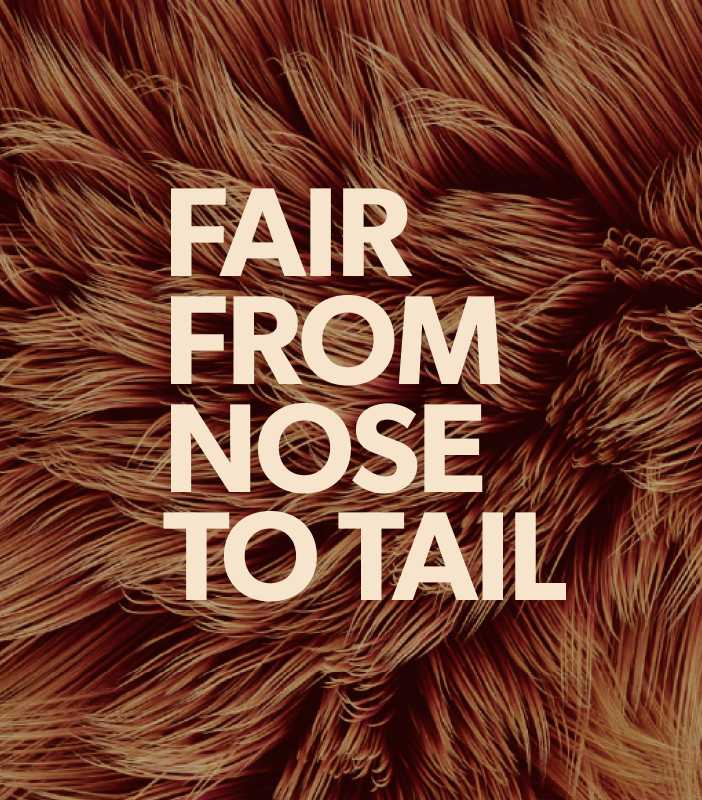 fair from nose to tail